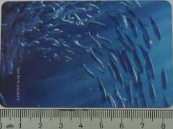 LİTVANYA VANDENS PASAULİS TELEKOMAS 50 BALIKLAR SÜRÜSÜ TEMALI 2002 ÇİPLİ ORİJİNAL TELEFON KARTI 1 ADET ÇOK NADİR