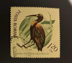 Romanya Pulu - Romania ( Romana)  Stamp - Postadan Geçmiş Pul Filateli - Damgalı - Bayağı Aynak Kuşu Temalı Pul , 1.20 PARA - YABANCI PULLAR-NOSTALJİK DOĞUM GÜNÜ HEDİYESİ