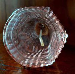 Fransız Yapımı Antika Parfüm Şişesi