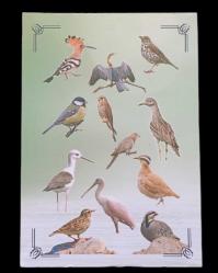 Darphane Anadolu'ya Özgü Kuşlar serisi 2020 Tam set