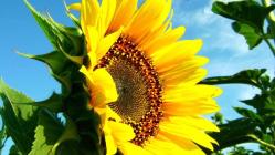 59.Yerli ve Yabancı Para-- ÇARŞAMBA-- Müzayedesi