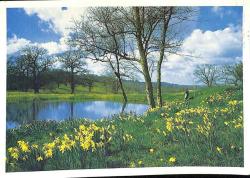 Manzara - Çiçek Ve Doğa Temalı Kartpostal KRT12680