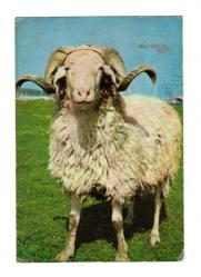Kurban Bayramı Kutlama Eski Kartpostal KRT13591