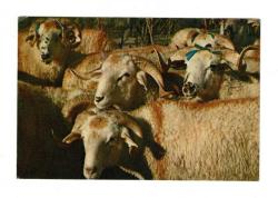 Kurban Bayramı Kutlama Eski Kartpostal KRT13594