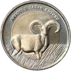 2015 - Anadolu Yaban Koyunu TCH404