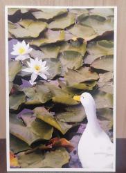 Kartpostal - Atatürk Arboretum'da Ördek