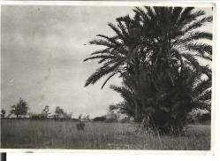 Ankara Kara Gölde Yalnız Bir Ağaç  (8.5 X 6cm)