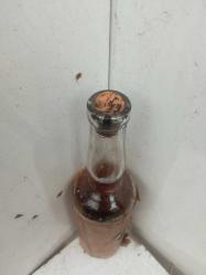 FORSIN KINA ŞİŞESİ