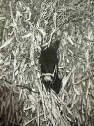 Yavru sıpa ağır yük yükletilmiş siyah beyaz fotoğraf nadir kolleksiyonluk