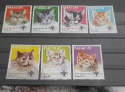 PARAGUAY DAMGASIZ KEDİ TEMALI