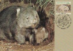 1992 AVUSTRALYA HAYVANLAR (Kıllı Burunlu Wombat) MAKSİMUMKART