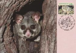 1992 AVUSTRALYA HAYVANLAR (Tüylü kuyruklu opossum) MAKSİMUMKART