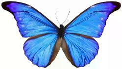 Vintage Kelebek Koleksiyonu - Lamine Hatıra Kartı