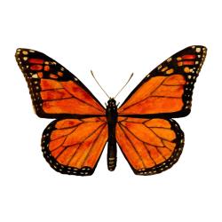 Vintage Kelebek Koleksiyonu - Lamine Hatıra Kartı