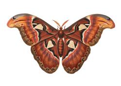 Vintage Kelebek Koleksiyonu - Lamine Hatıra Kartı