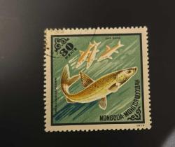 Moğolistan Pulu - Mongolia Stamp -  Postadan Geçmiş Pul Filateli - Damgalı - Altay Osman Balığı (Oreoleuciscus potanini) Temalı Pul, 30 Para - Türkiye Cumhuriyeti - NOSTALJİK DOĞUM GÜNÜ HEDİYESİ