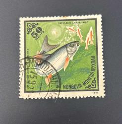 Moğolistan Pulu - Mongolia Stamp -  Postadan Geçmiş Pul Filateli - Damgalı -  Göl Beyaz Balığı Temalı Pul, 50 Para - Türkiye Cumhuriyeti - NOSTALJİK DOĞUM GÜNÜ HEDİYESİ