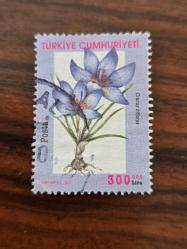 2000 Çiçekler (Crocus biflorus - İki Çiçekli Çiğdem)