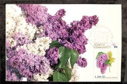 MC.033 2018  MAKSİMUM KART BAYINDIR ÇİÇEK FESTİVALİ  BİTKİLER  LEYLAK