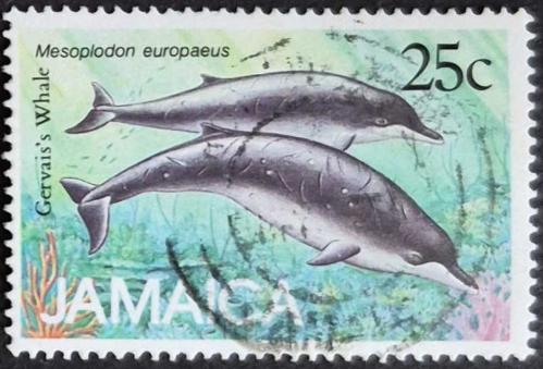+++ JAMAIKA GERVAIS GAGALI BALİNALARI      1988   - DAMGALI