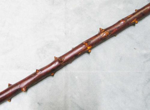 AnTiKa BEKTAŞİ TeKKe İşİ AĞAÇ ASA....