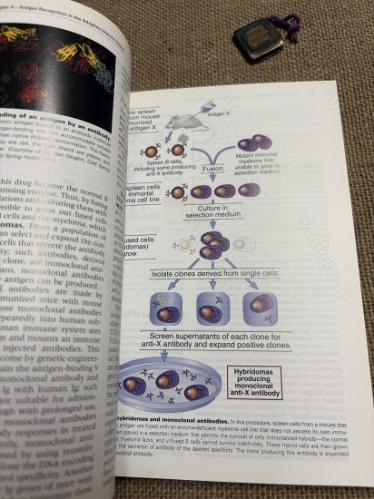 BASIC IMMUNOLOGY FUNCTİONS AND DİSORDERS OF THE IMMUNE SYSTEM FOURTH EDITION
