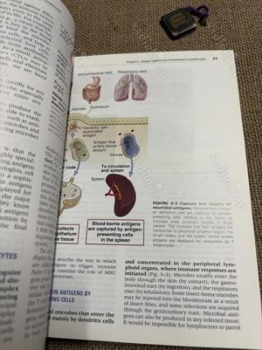 BASIC IMMUNOLOGY FUNCTİONS AND DİSORDERS OF THE IMMUNE SYSTEM FOURTH EDITION