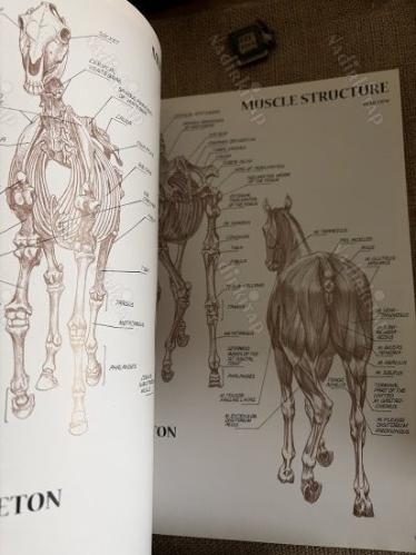 Horses-Leonardo Collection-Let us paint 6