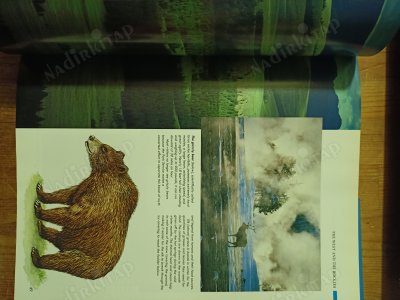 Natural Wonders Of North Amerıca