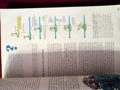 Essential Cell Biology - Second Edition /CD'li