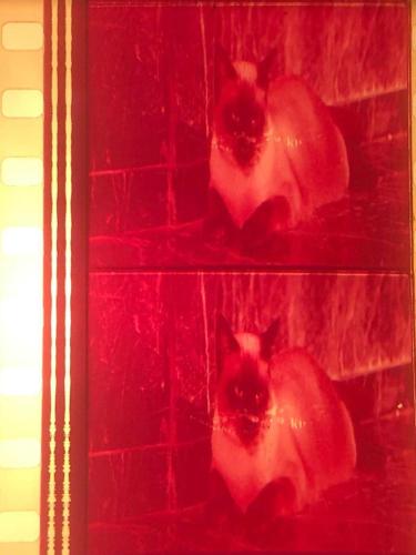 Raining Night’s Killer 35mm sinema filmi fragmanı