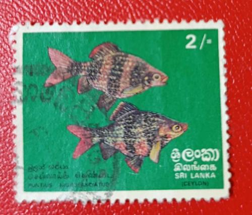 Sri Lanka _ damgalı pul