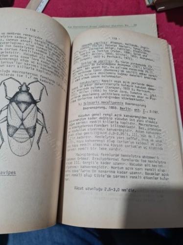 Türkiye anthocorıdae (heteroptera) Faunası üzerinde Taksonomik ve Faunistik Araştırmalar