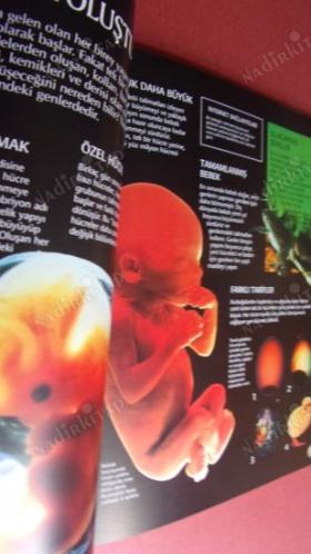 GENLER VE DNA