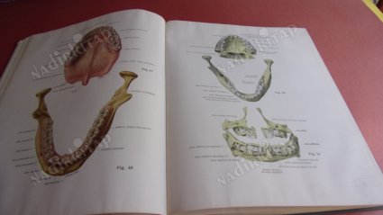 ATLAS DER ANATOMIE DES MENSCHEN .2.TEİL