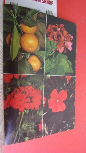 Bunte Welt Der Zimmerblumen - 120 Zierpflanzen In Farbe