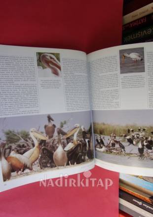 AFRICA ENVIRONMENT & WILDLIFE