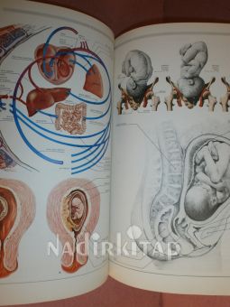 ATLANTE DEL CORPO UMANO