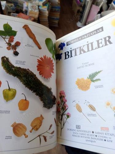 BİTKİLER- GÖRSEL -BİTKİLERİN İNSANI BÜYÜLEYEN DÜNYASINI VE YAŞAM ÖYKÜLERİNİ KEŞFEDİN