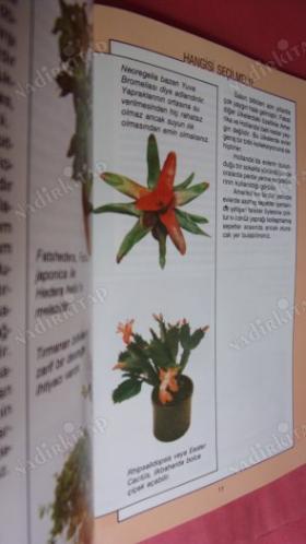 SALON BİTKİLERİ..