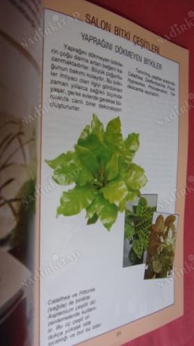 SALON BİTKİLERİ..