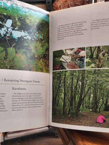 Sığla ormanlarında sanat / Art in Sweetgum Forests : Art for Nature , İlham-Gözlem Teknikleri (İngilizce ve Türkçe - Ciltli Kuşe kağıt Büyük boy)