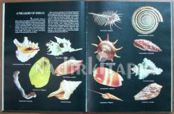The Amazing World of Nature