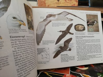 wegweiser durch die natur vögel mitteleuropas