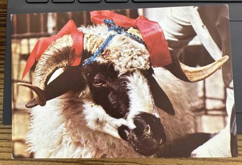 LOT.19 » Kurbanlık Koç eski kartpostal