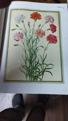 the floral decoupage sourcebook -ıncludes 32 pages of colour motifs