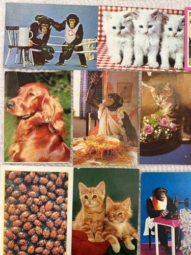 10 Adet Kedi-Köpek-Maymun-Hayvanlar Temalı Yazılı-Yazısız Karışık Kartpostallar