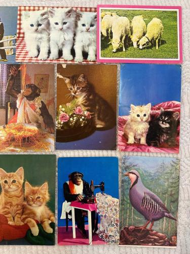 10 Adet Kedi-Köpek-Maymun-Hayvanlar Temalı Yazılı-Yazısız Karışık Kartpostallar