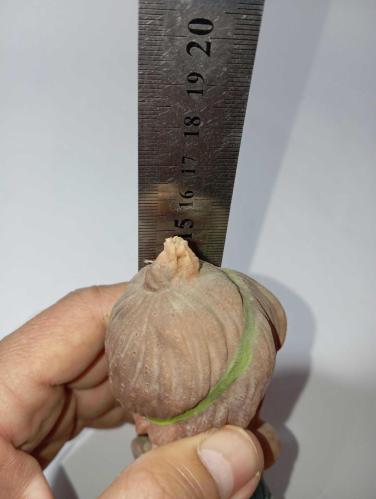 ege oyuncak no 234 kaz çobanı