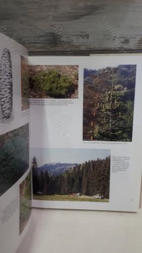 CONIFERS THE ILLUSTRATED VOLUME 1